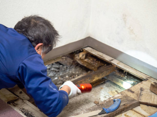 Best DIY Mold Remediation Support Services in Baxter Village, SC
