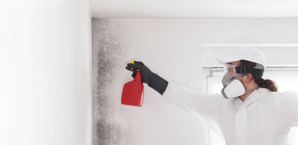 Best Post-Flood Mold Remediation in Baxter Village, SC