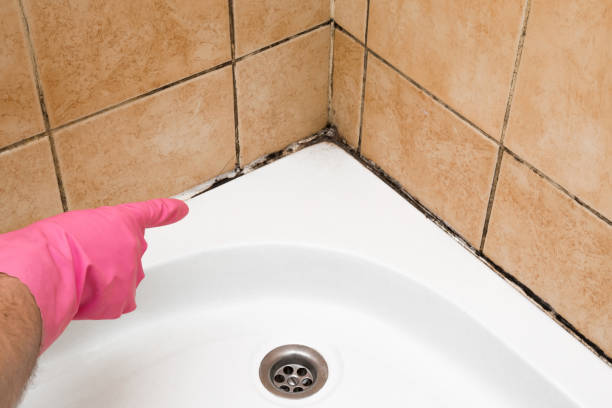Best Industrial Mold Remediation in Baxter Village, SC